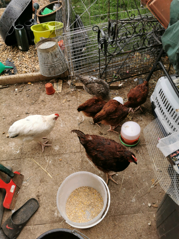 Pure Breeds Of Chickens For Sale In South East London In Greenwich London Gumtree