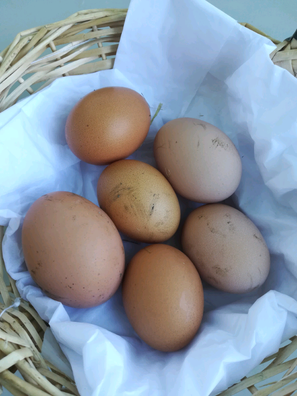 Fertile mixed eggs (6) in Ardwick, Manchester Gumtree
