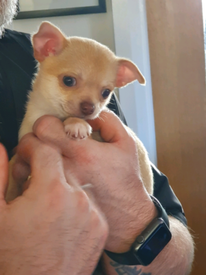 Chihuahua Dogs Puppies For Sale Gumtree