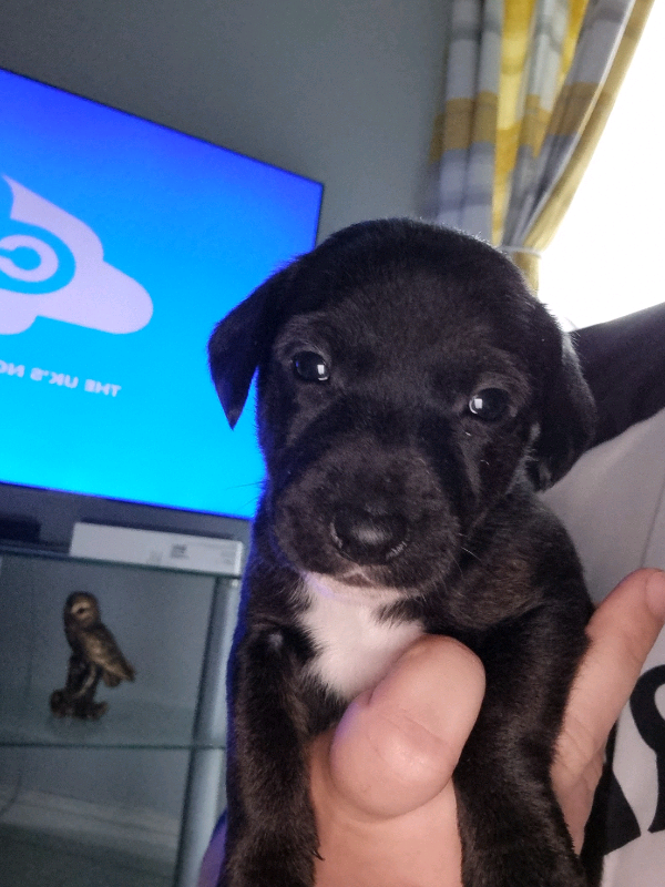 Patterjack pup for sale in Darlington, County Durham Gumtree