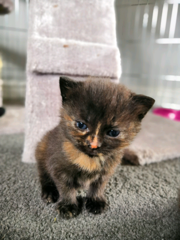 1 female kitten in Kirkcaldy, Fife Gumtree