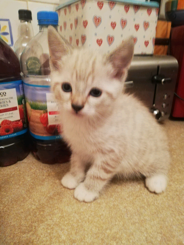 Beautiful kittens for sale (ALL BOOKED) in Perth, Perth and Kinross