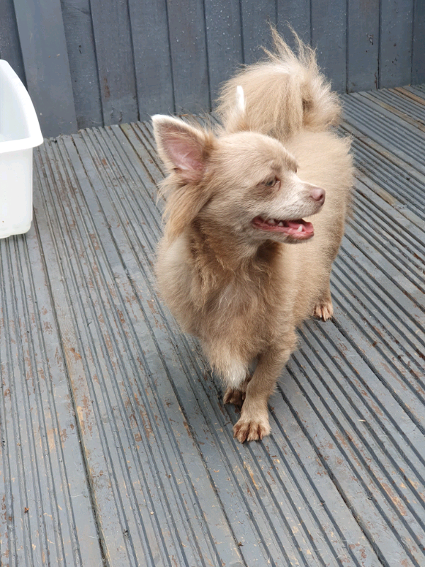 Lilac Long Haired Chihuahua Male In Belper Derbyshire Gumtree