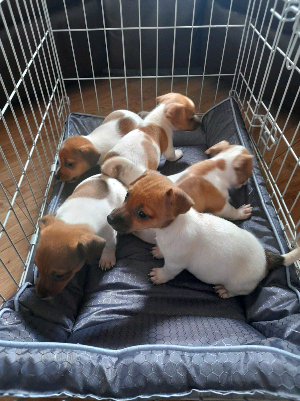 Jack Russel miniature pups in Wickford, Essex Gumtree