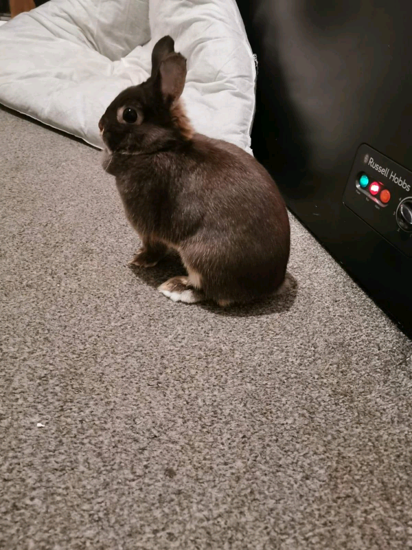 Netherland dwarf rabbit and cage in StokeonTrent, Staffordshire