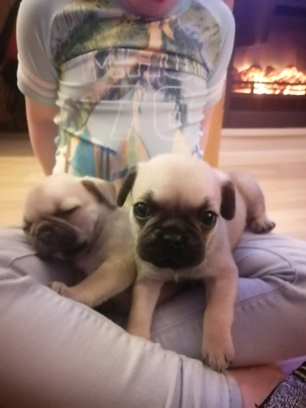 Stunning litter of Frugs/French Pugs for sale in Paisley, Renfrewshire Gumtree