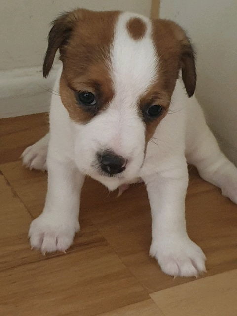 Jack Russell pups for sale | Dogs & Puppies | Gumtree ...