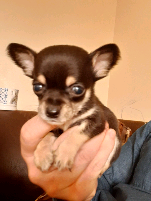 Tea cup chihuahua puppies in Perth and Kinross Gumtree