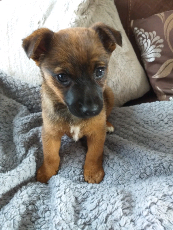 Pomeranian x Jack Russell female pup 9 weeks old in Dunbar, East