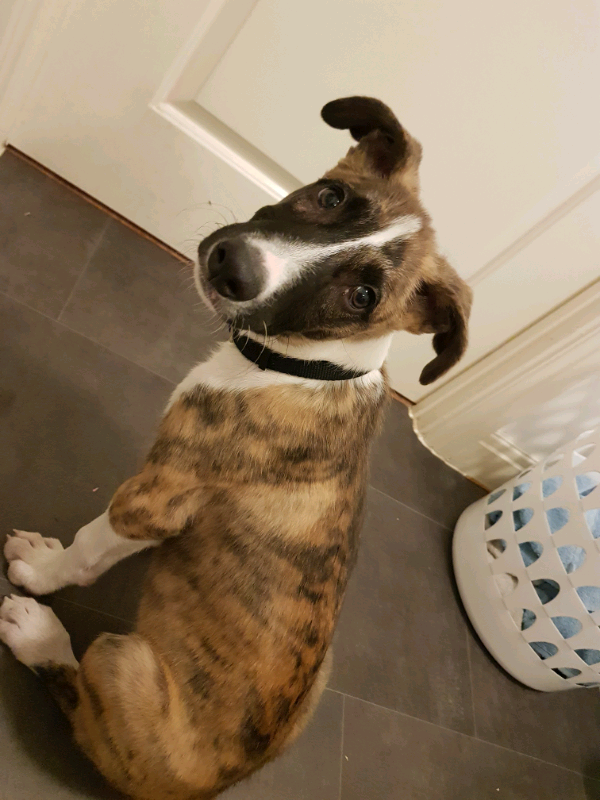 Lurcher cross collie puppy in Bristol Gumtree