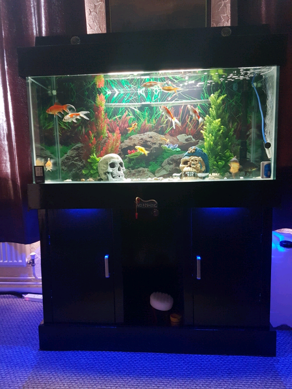 220 litre fish tank in Stafford, Staffordshire Gumtree