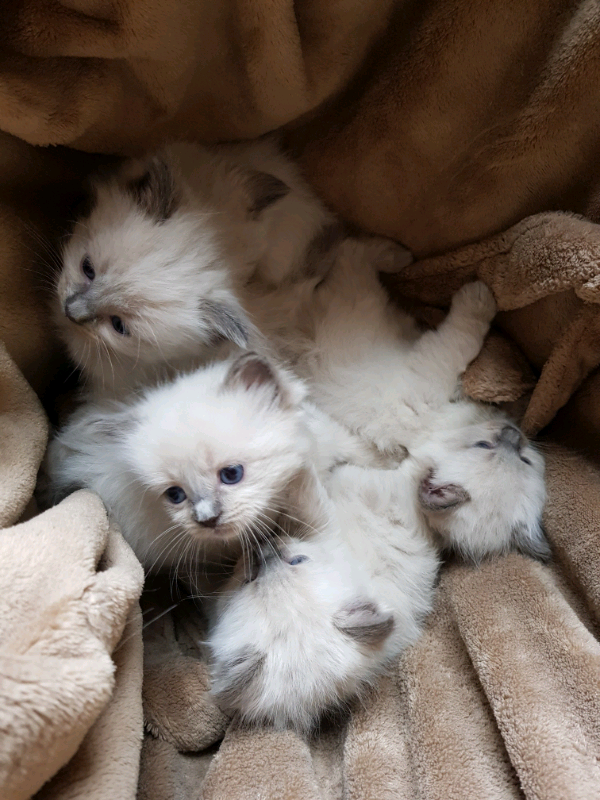 5 purebred ragdoll kittens(all reserved pending collection) in Ferry