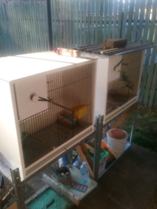 budgie rainbow breeding cage pair budgies nest