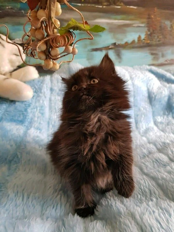 Pedigree Maine Coon kittens for sale. | in Church Village, Rhondda