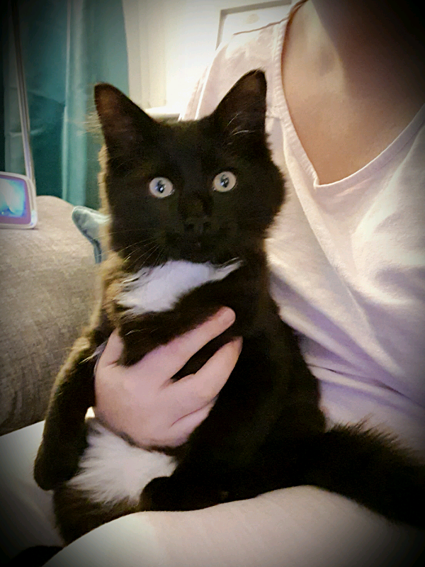 half ragdoll kitten for sad sale in Liverpool, Merseyside