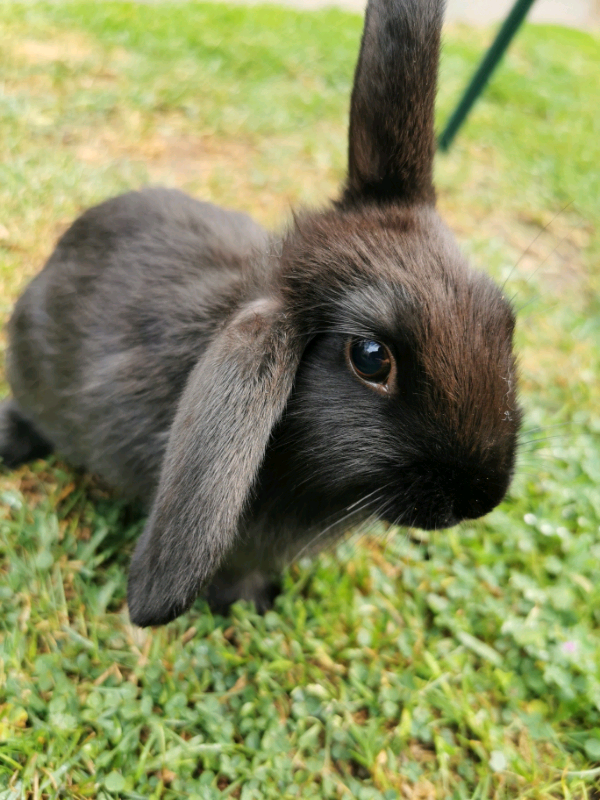 Beautiful baby mini lops X Rex rabbits in Bradwell, Norfolk Gumtree