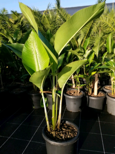 Heliconia Hot Rio Nights | Plants | Gumtree Australia Noosa Area