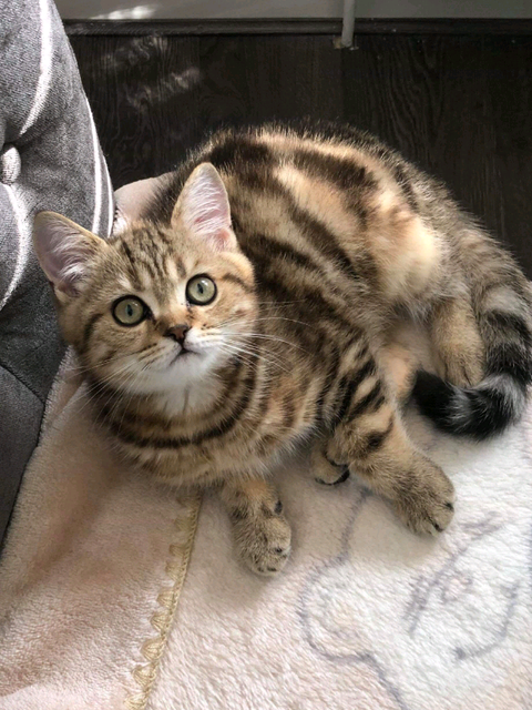British Shorthair Wonderful Kittens In Hendon London Gumtree