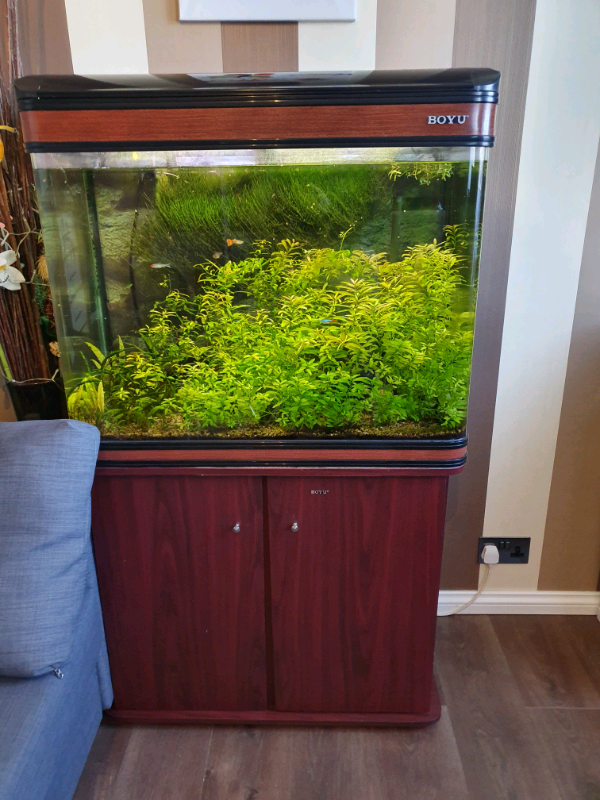Fish tank for sale in Colinton, Edinburgh Gumtree