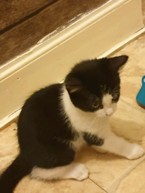 Pets for Sale - Gumtree