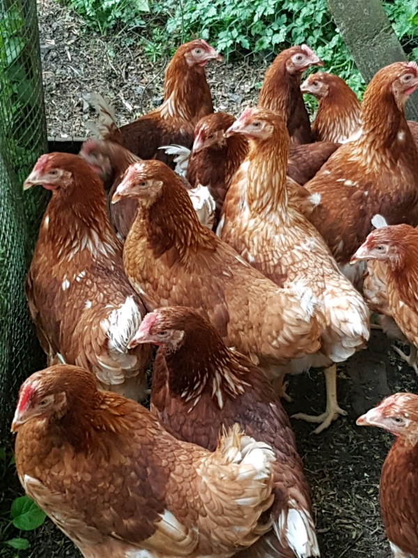 Chickens Hens point of lay in Perth, Perth and Kinross Gumtree