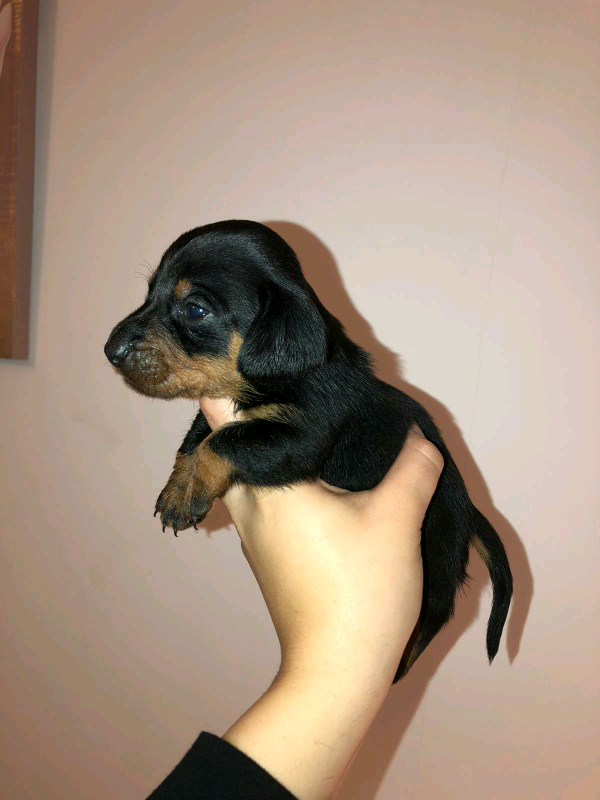 dachshund puppies/sausage dogs for sale available from 31st January