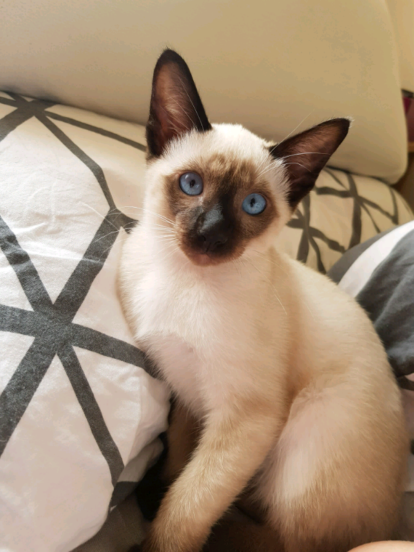 Siamese seal point kittens for sale.Friendly ,clean,well looked after