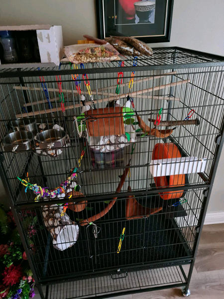 Sugar Gliders for sale in UK | 23 used Sugar Gliders