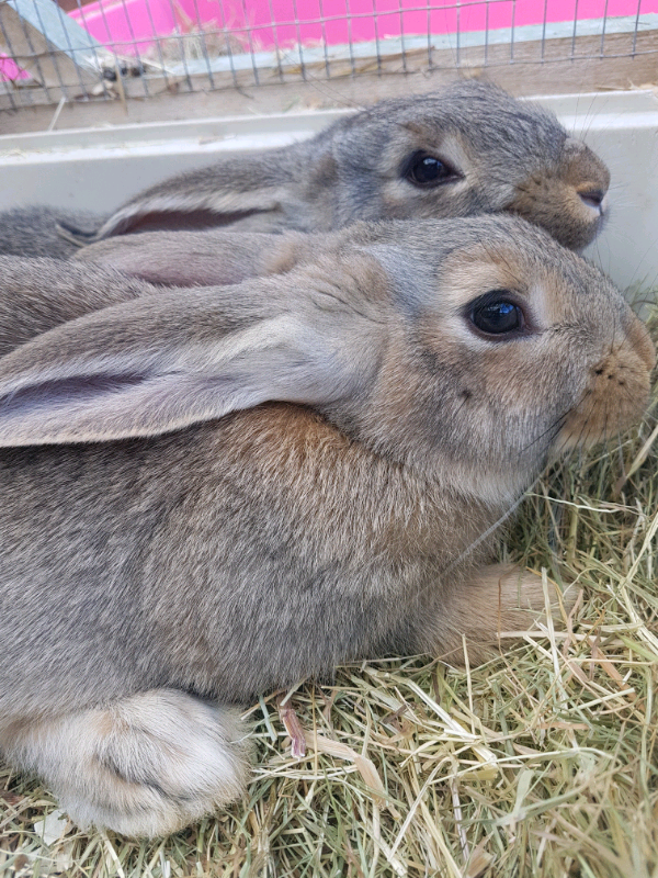 Beautiful Giant Continental baby rabbits for reserve in Boston