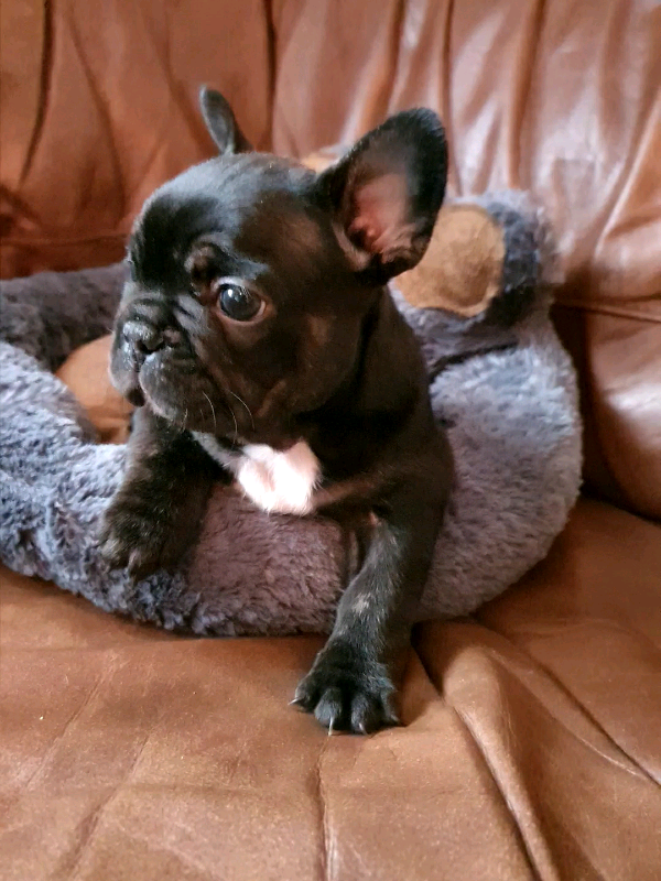 Black trindle french bulldog boy choc/blue carrier | in Lincoln ...