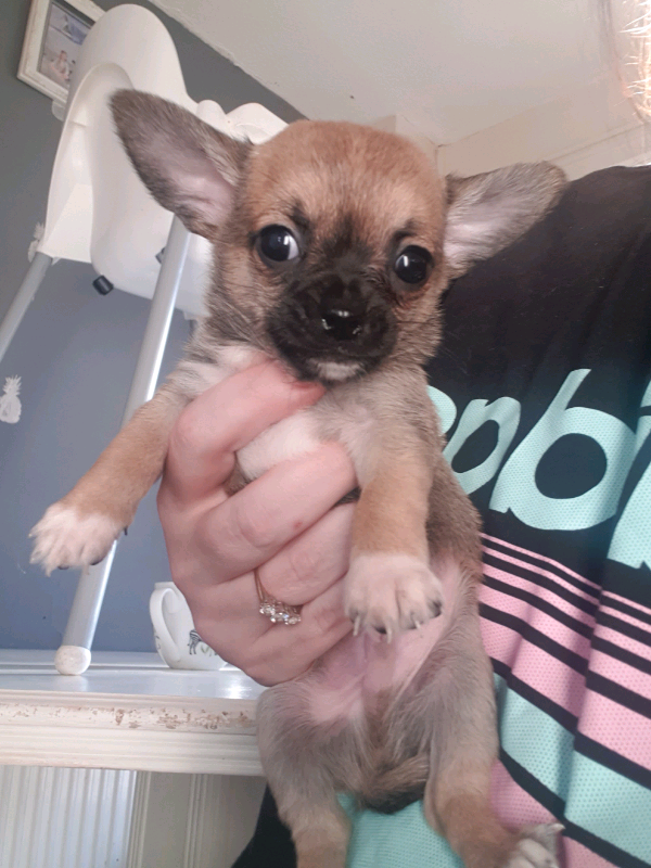 Chihuahua puppies for sale in Wellington, Somerset Gumtree
