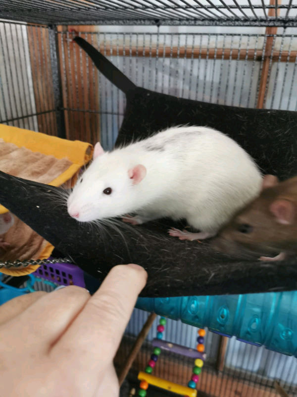 Rats For Sale Near Me PetsWall