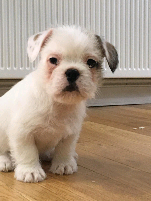 French Bulldog Shih Tzu Mix Puppies / Designer and mix puppies, morkies, maltipoos, red