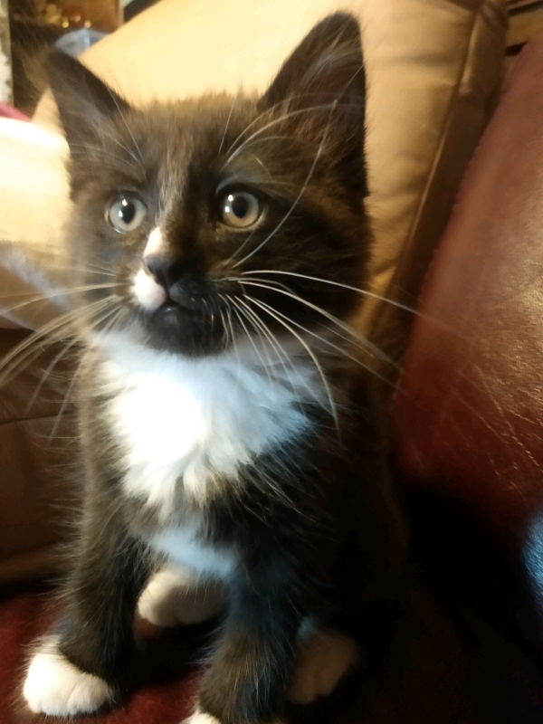 Kittens for sale in Kilmarnock, East Ayrshire Gumtree