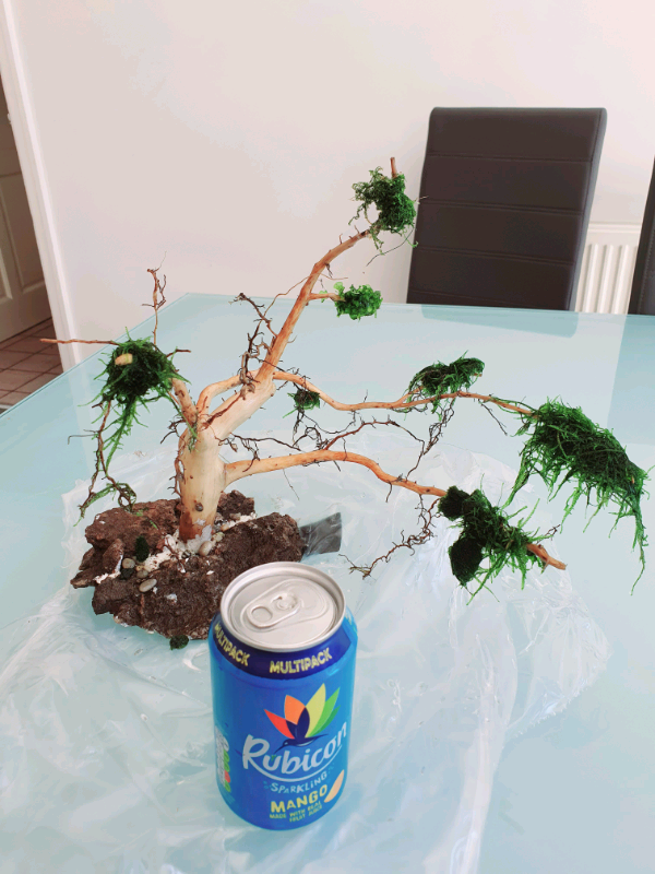 Fish tank bogwood bonsai in Prestwich, Manchester Gumtree