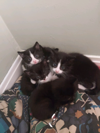 Kittens in Glasgow | Cats & Kittens for Sale - Gumtree