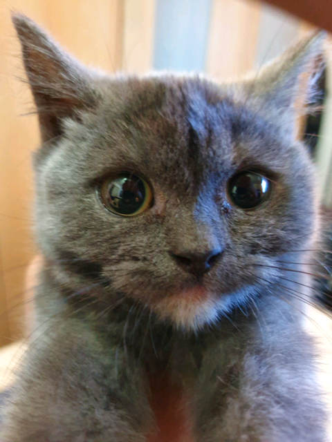 Gccf British Shorthair Kitten For Sale In Middlesbrough North