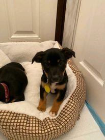 Dogs For Sale In County Londonderry Gumtree