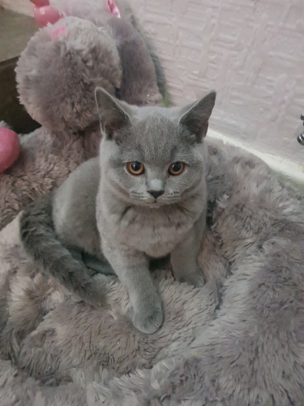 Gccf bsh kittens British Shorthair in Bolton, Manchester Gumtree