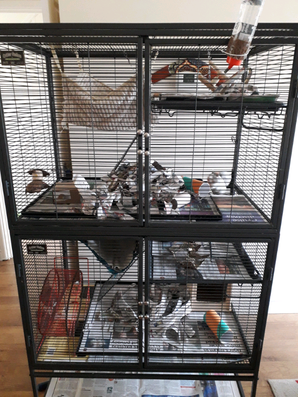 Two female degus with critter nation cage in Lawford, Essex Gumtree