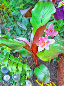 Large 1metre Ensette mauralli banana plants overwinter advice 