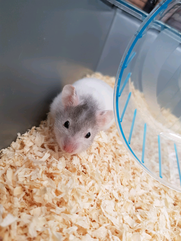 Grey And White Syrian Hamster Now Sold Sorry In Gilmerton