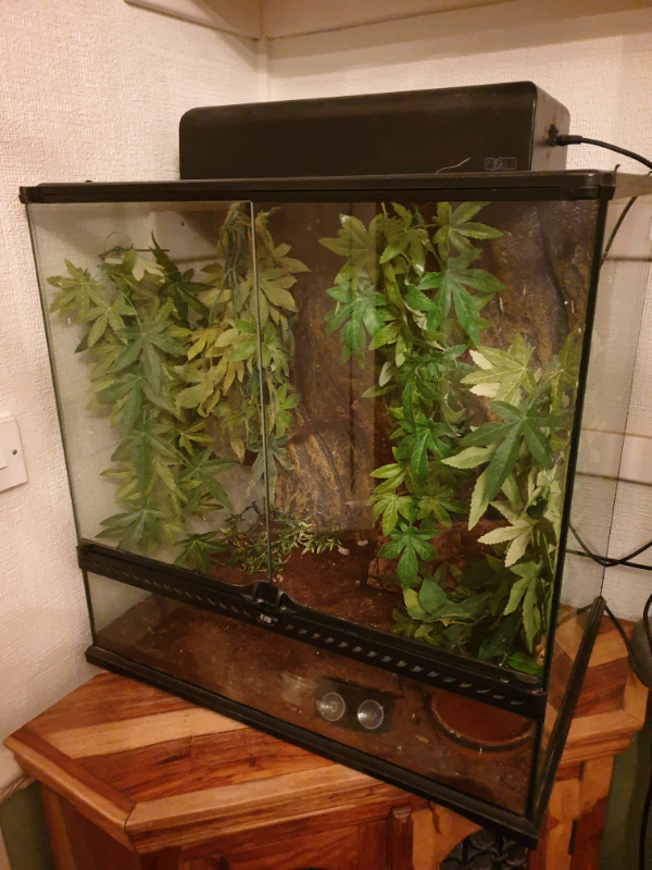 Large vivarium complete set up  in Bishop Auckland, County Durham 