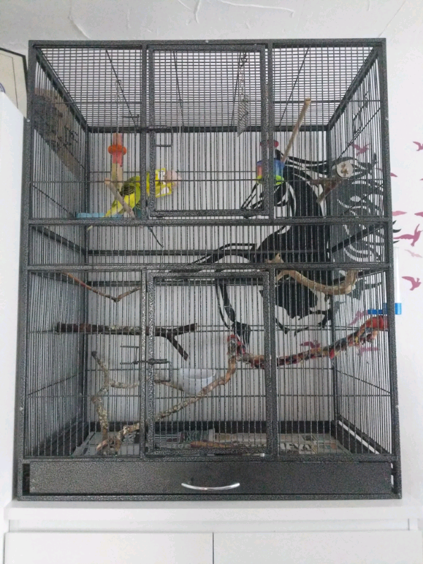 Budgies and a large cage for sale in Erdington, West Midlands Gumtree
