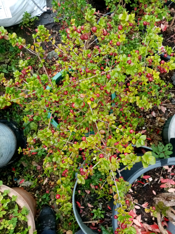 Edible plants in washington state information