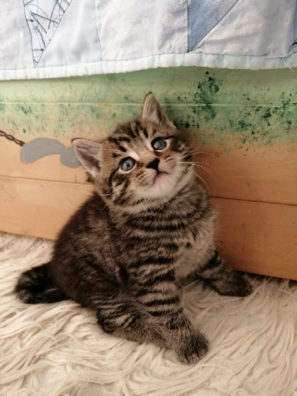 Tabby kittens in Northampton, Northamptonshire Gumtree