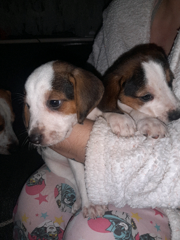 Beagle x jack russell in Knowle, Bristol Gumtree