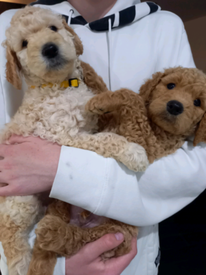 Doodle Dogs Puppies For Sale Gumtree