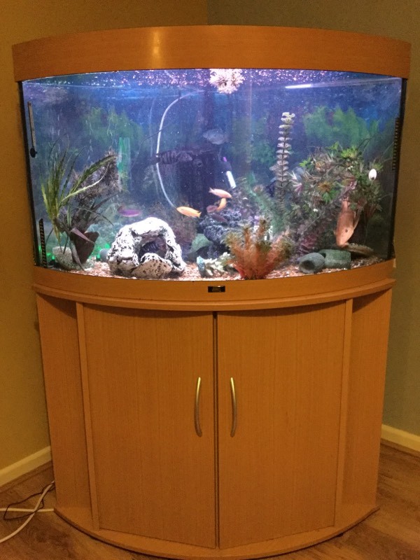 170 litre Juwel fish tank complete set up with fish in Brixham, Devon