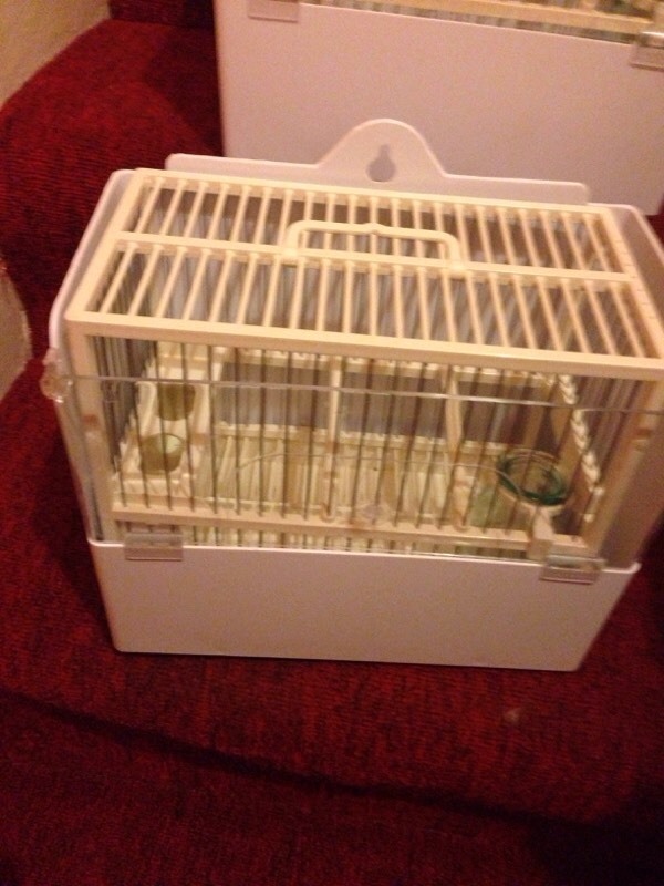 Goldfinch , mule training cages in Leyton, London Gumtree